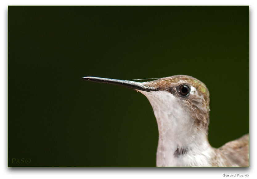 Detail: Ruby-throated Hummingbird _DSC23518.JPG - click to enlarge image