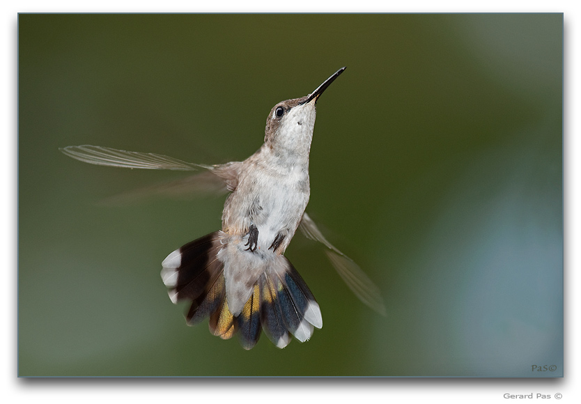 Ruby-throated Hummingbird _DSC23587.JPG - click to enlarge image