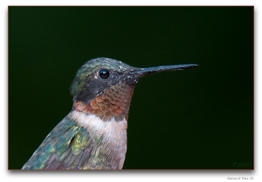 Ruby-throated Hummingbird _DSC23920.JPG - click to enlarge image