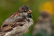 Common House Sparrow (male) - click to enlarge