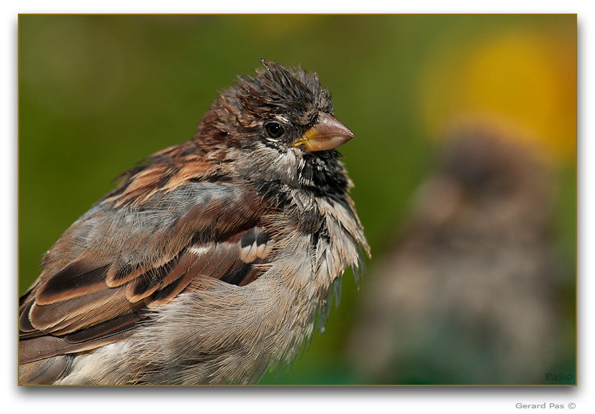 House Sparrow _DSC23991.JPG - click to enlarge image
