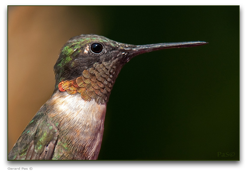 Ruby-throated Hummingbird _DSC24020.JPG - click to enlarge image