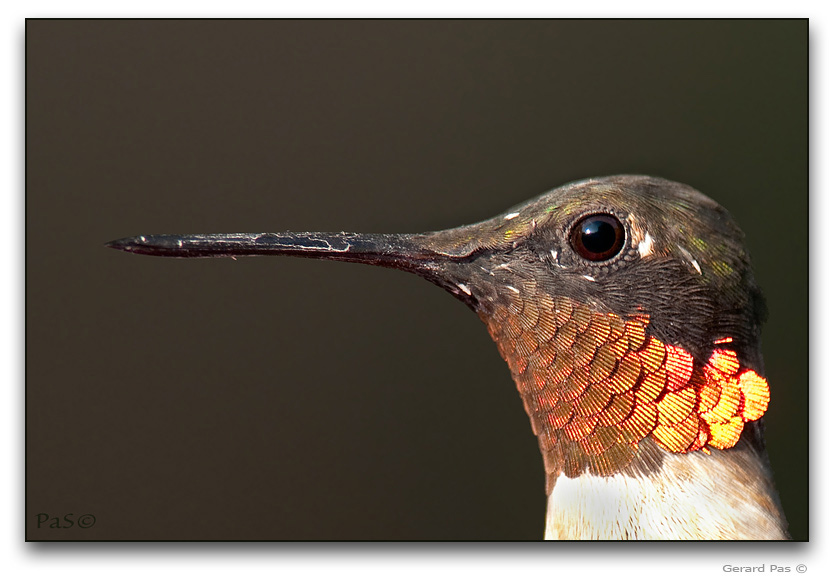 Ruby-throated Hummingbird _DSC24050.JPG - click to enlarge image