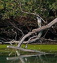 Black-crowned Night Heron - click to enlarge