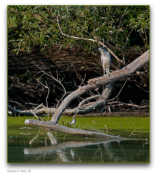 Black-crowned Night Heron _DSC24436.JPG - click to enlarge image