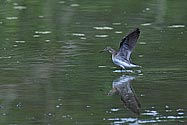 Solitary Sandpiper - click to enlarge