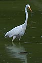 Great Egret with prey - click to enlarge
