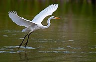 Great Egret - click to enlarge