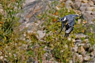 Belted Kingfisher in flight  - click to enlarge