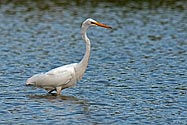 Great Egret - click to enlarge