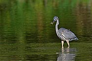 Great Blue Heron with prey- click to enlarge