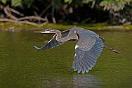 Great Blue Heron in flight - click to enlarge