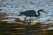 Great Blue Heron- click to enlarge