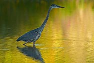 Great Blue Heron- click to enlarge