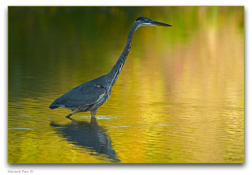 Great Blue Heron _DSC25242.JPG - click to enlarge image