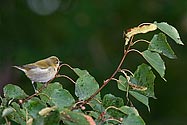 Tennessee Warbler - click to enlarge