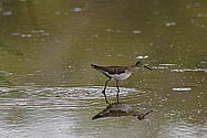 Solitary Sandpiper - click to enlarge