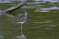 Greater Yellowlegs Sandpiper - click to enlarge