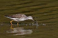 Greater Yellowlegs Sandpiper - click to enlarge