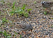 White-crowned Sparrow - click to enlarge