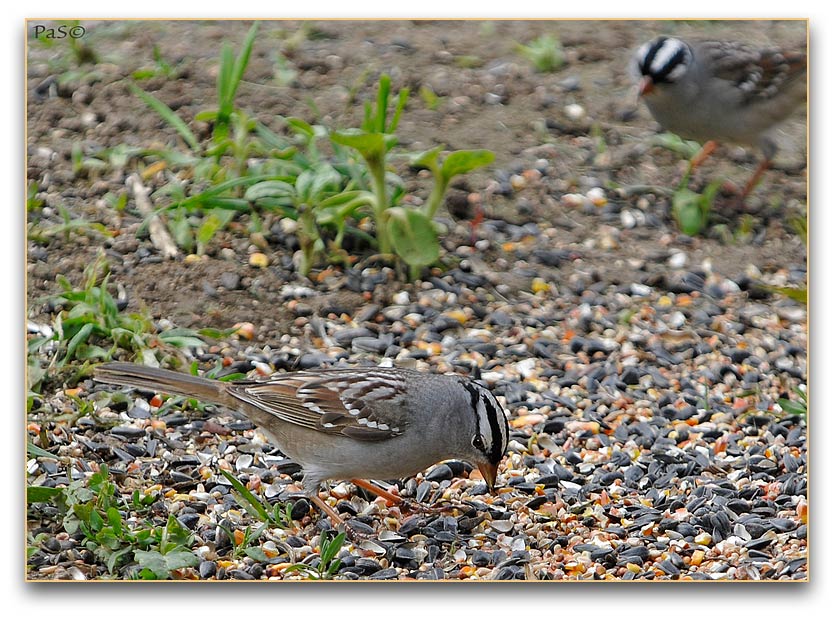 White-crowned Sparrow _DSC2575.JPG - click to enlarge image