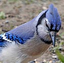 Blue Jay - The Evil Eye - click to enlarge