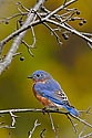 Eastern Bluebird - click to enlarge