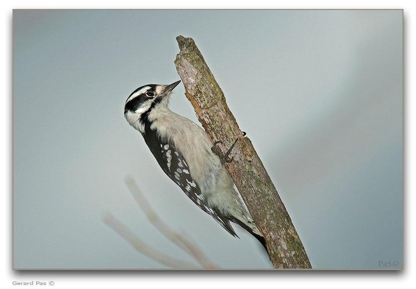 Downy Woodpecker _DSC25901.JPG - click to enlarge image