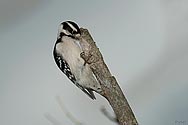 Downy Woodpecker - click to enlarge