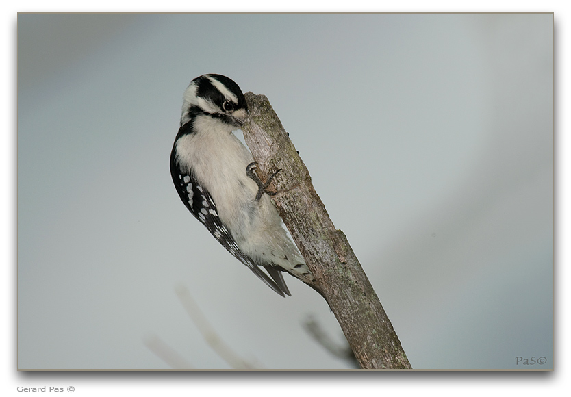 Downy Woodpecker _DSC25902.JPG - click to enlarge image