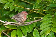 House Finch (male) - click to enlarge