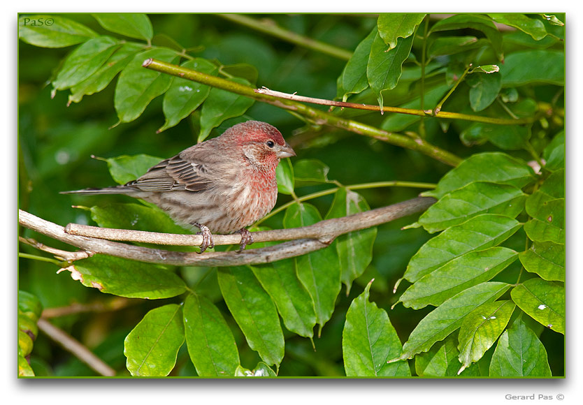 House Finch _DSC26033.JPG - click to enlarge image
