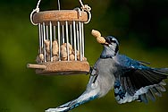 Blue Jay - click to enlarge