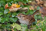 White-throated Sparrow - click to advance