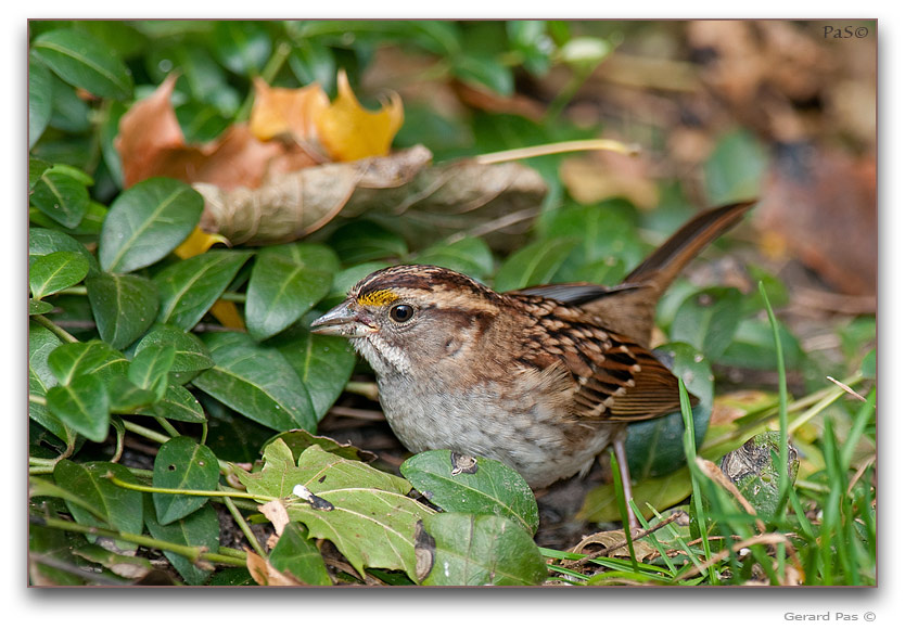 White-throated Sparrow _DSC26180.JPG - click to enlarge image