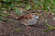 White-throated Sparrow - click to advance