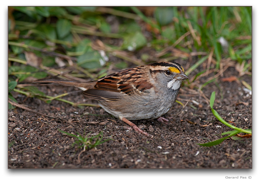 White-throated Sparrow _DSC26244.JPG - click to enlarge image