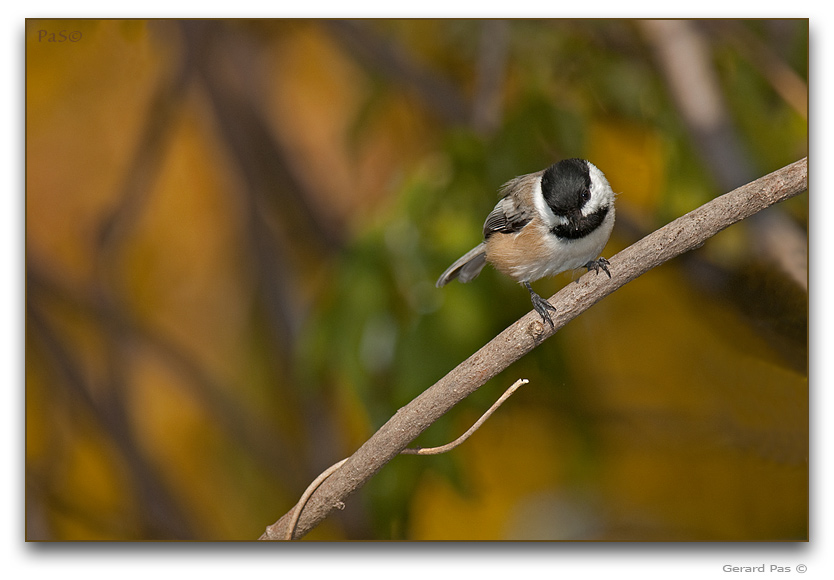 Black-capped Chickadee _DSC26278.JPG - click to enlarge image