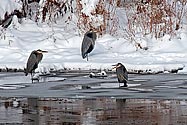 Great Blue Herons in winter - click to enlarge