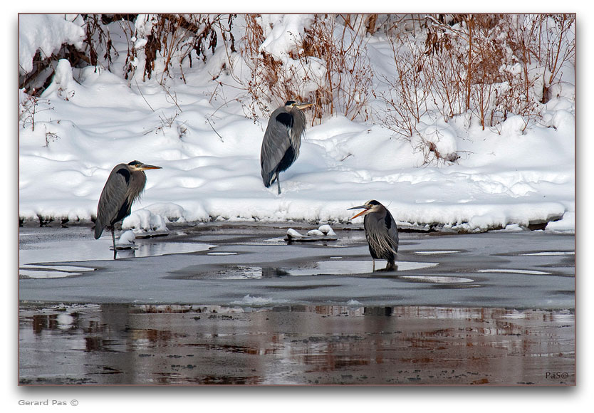 Great Blue Herons - click to enlarge image