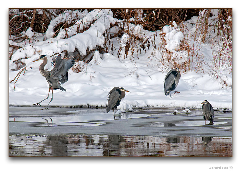 Great Blue Herons - click to enlarge image