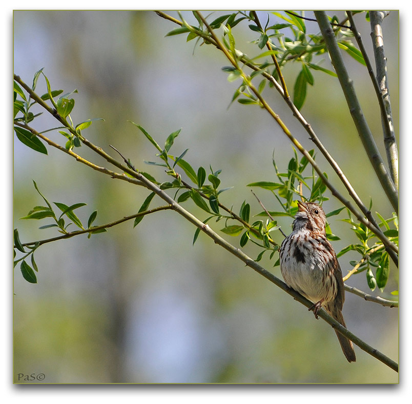 Song Sparrow _DSC2703.JPG - click to enlarge image
