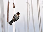 Red-winged Blackbird (female) - click to enlarge
