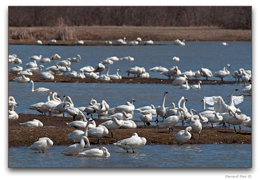 Tundra Swans _DSC27685.JPG - click to enlarge image