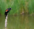 Red-winged Blackbird (male) - click to enlarge