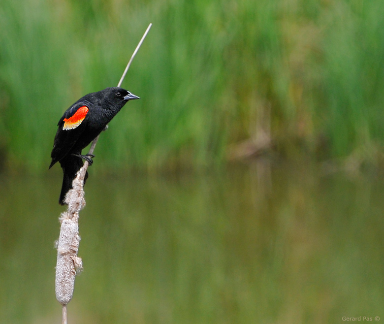 Red-winged Blackbird - male _DSC2781.JPG - click to enlarge image