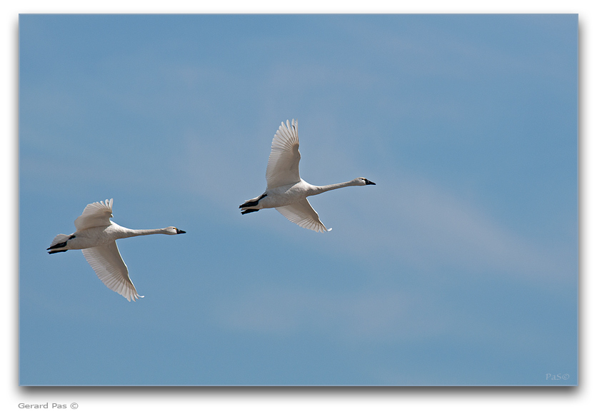 Tundra Swans _DSC27906.JPG - click to enlarge image