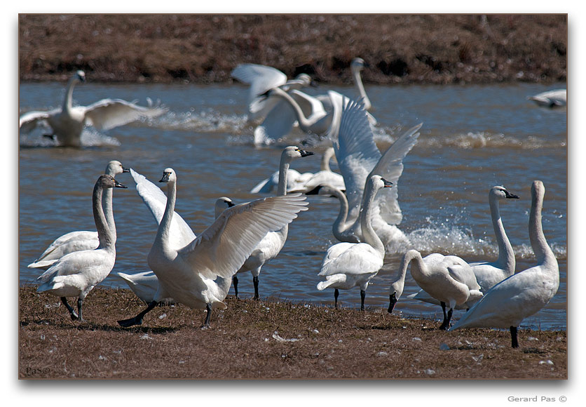 Tundra Swans _DSC27987.JPG - click to enlarge image