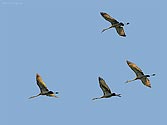 Sandhill Crane in flight - click to enlarge
