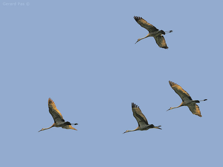 Sandhill Crane flock in flight _DSC2804.JPG - click to enlarge image